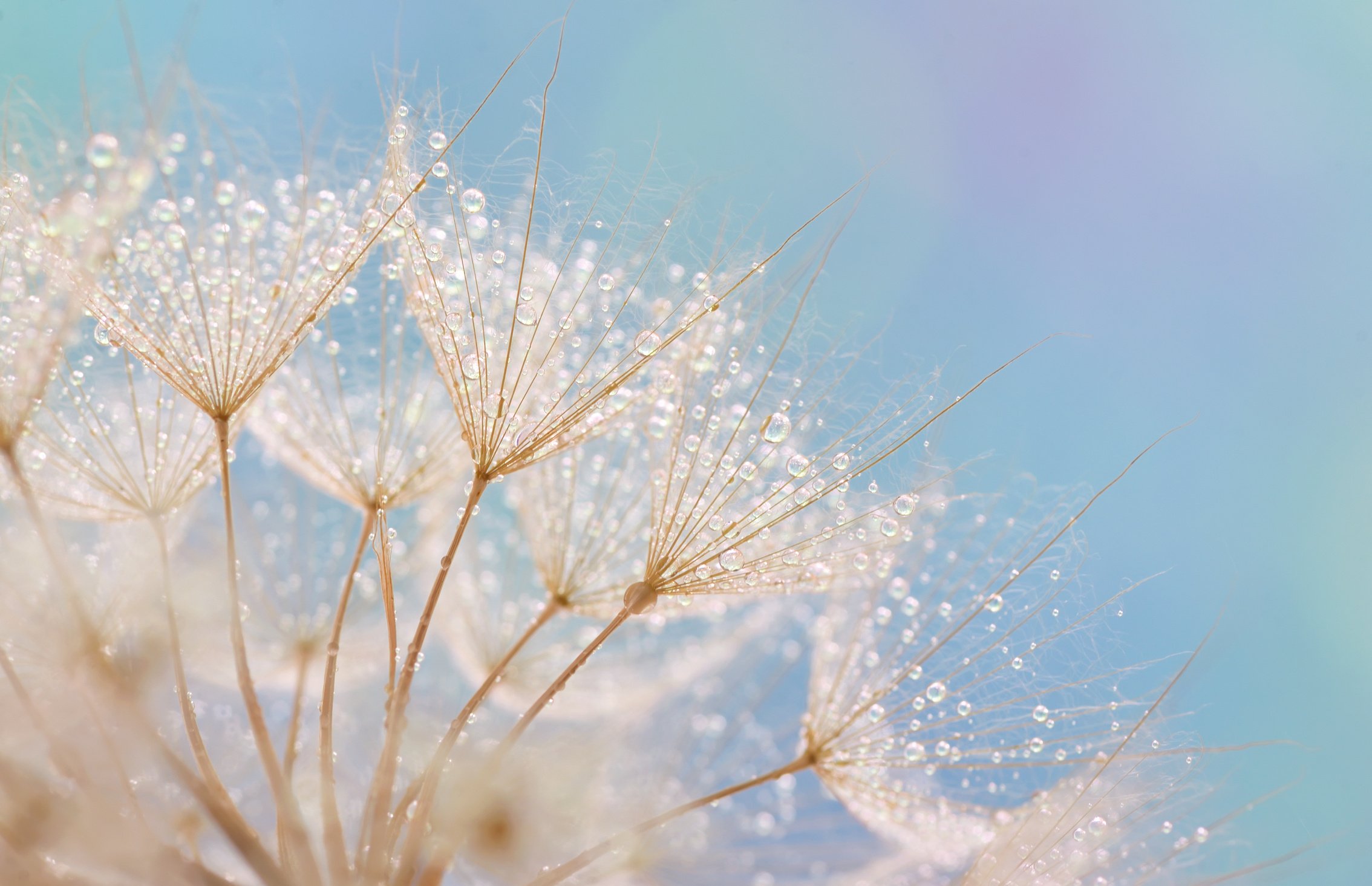 Dandelion seeds - fluffy blowball and soft nature background